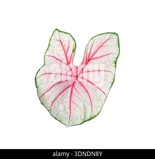 Exotisches Blatt der Zimmerpflanze mit dem botanischen Namen Caladium Bicolor Vent oder Caladium bicolor oder rosa Blatt isoliert auf weiß Stockfoto