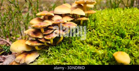 Nach Regen wächst im Wald die reichliche Pilzernte. Nahaufnahme einer Gruppe herbstlicher Honig-Agaren nach Regen. Wunderschöne grüne Natur auf verschwommenem Stockfoto