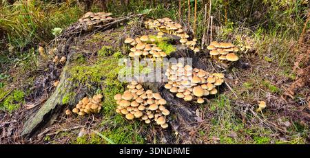 Großer und kleiner Pilz, der auf einem moosigen Baumstumpf wächst. Wald Natur auf verschwommenem Hintergrund. Ein Baumstumpf mit wachsenden Pilzen. Horizontales Foto. Stockfoto