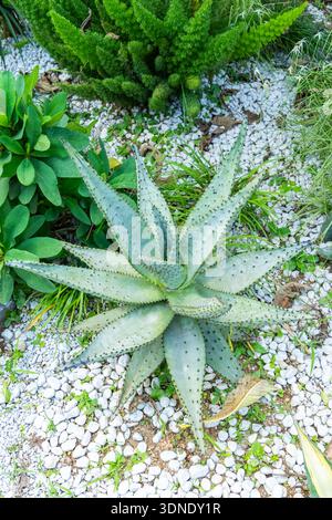 Aloe Vera auf einem dekorativen Blumenbeet im Gewächshaus Stockfoto