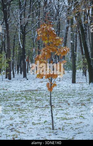 Eine junge Eiche mit gelben Blättern in einem verschneiten Park im November Stockfoto