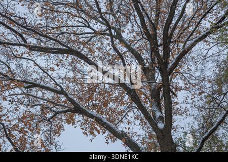 Eichenzweige mit gelben Blättern am Himmel im November im Schnee, Nahaufnahme Stockfoto