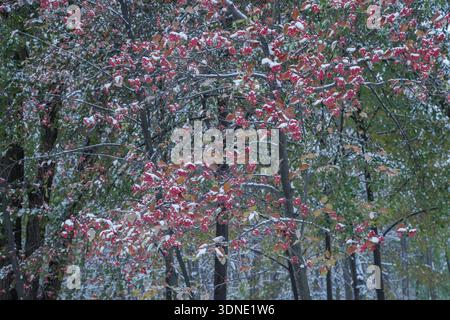Rote vogelbeeren auf Zweigen im Schnee im November vor einem Hintergrund grüner Blätter Stockfoto