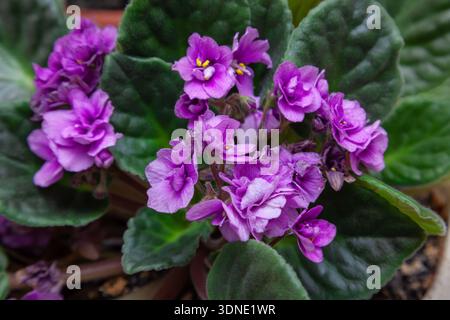 Blumen von Hausveilchen in einem Topf, Nahaufnahme Stockfoto