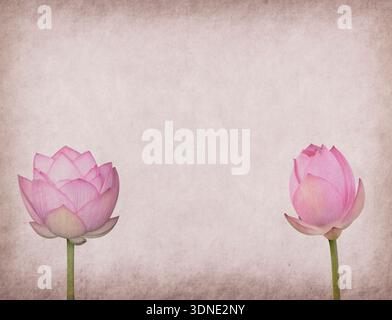 Seerose auf strukturiertem Grunge Hintergrund Stockfoto