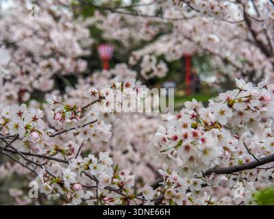 Japanische Kirschblüten vor der Burgmauer Stockfoto
