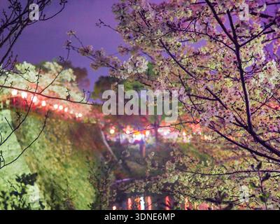 Japanische Kirschblüten vor Burggraben und Mauern bei Nacht. Stockfoto