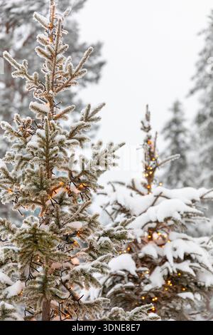 Skandinavien, Lappland, Finnland. Rovaniemi. Tannenzweig mit Schnee bedeckt Nahaufnahme Stockfoto