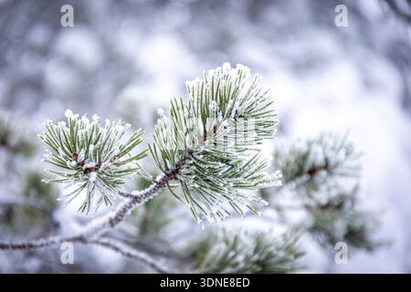 Skandinavien, Lappland, Finnland. Rovaniemi. Tannenzweig mit Schnee bedeckt Nahaufnahme Stockfoto