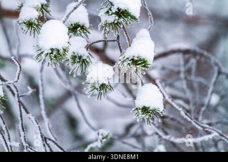 Skandinavien, Lappland, Finnland. Rovaniemi. Tannenzweig mit Schnee bedeckt Nahaufnahme Stockfoto