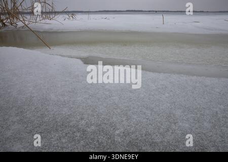 Hohe Schilfpflanzen, die bei kaltem Wind vor klarem Winterhimmel schweben Stockfoto