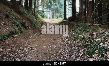 Waldweg mit niedriger Nachmittagssonne, die durch die Bäume scheint Stockfoto