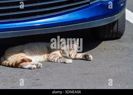 Katze, schläft unter einem Auto. Stockfoto