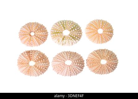 Sammlung Seeigel Schale isoliert auf weißem Hintergrund Stockfoto