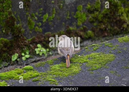 Hodgson's Rotstich (Phoenicurus hodgsoni) steht auf moosbedeckten Felsen in hoher Höhe, Daxiangling, Ya'an, Sichuan, China, Nov. 2025 Stockfoto