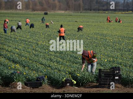 Wanderarbeiter aus Osteuropa, die Narzissen auf den Feldern von Lincolnshire sammeln. Stockfoto