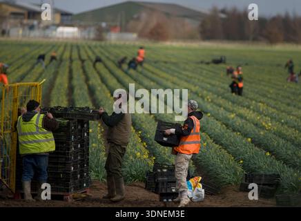 Wanderarbeiter aus Osteuropa, die Narzissen auf den Feldern von Lincolnshire sammeln. Stockfoto