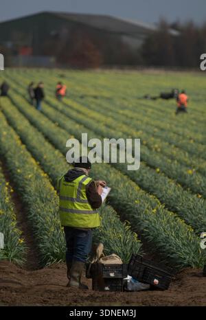 Wanderarbeiter aus Osteuropa, die Narzissen auf den Feldern von Lincolnshire sammeln. Stockfoto