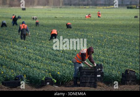 Wanderarbeiter aus Osteuropa, die Narzissen auf den Feldern von Lincolnshire sammeln. Stockfoto