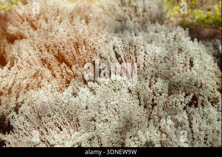 Üppig grüne Lavendelpflanzen mit einem schönen weichen Bokeh-Hintergrund in einem sonnigen Park. Konzept der Kräutermedizin Gartenarbeit, saisonales Wachstum und Eleganz Stockfoto