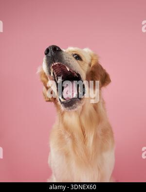 Ein Golden Retriever fängt mitten in der Luft mit Spannung vor einem rosa Hintergrund ein und zeigt seine verspielte Natur. Das Foto fängt den Hund ein Stockfoto