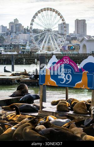 Seelöwen am Pier 39 in San Francisco, Kalifornien, mit SkyStar Wheel Ferris Wheel an Fisherman's Wharf im Hintergrund und einem Schild, das 35 Jahre markiert. Stockfoto