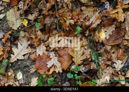 Laubstreu auf dem Boden im Herbst, UK Stockfoto