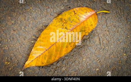 Hell getrocknete orange bis hellbraune Blätter auf einem Hintergrund mit komplexen Adern und Texturen, die die Schönheit und Veränderung des Herbstes symbolisieren, Go Stockfoto