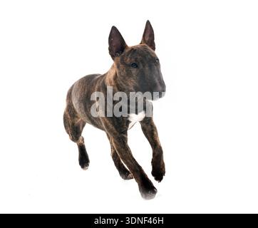 Miniatur Bull Terrier vor weißem Hintergrund Stockfoto