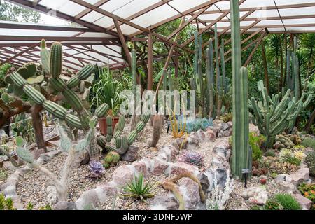 Kakteen im Botanischen Garten von Quito (Ecuador) Stockfoto