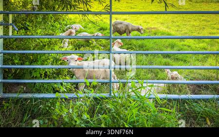 Blick auf ein paar Lämmer hinter einem Tor in einem Feld von Rye, East Sussex Stockfoto
