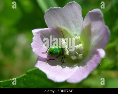 Grüne und gelbe Juwelenkäfer ernähren sich von rosa Malvenblüten mit sichtbaren Pollen in der Natur Stockfoto