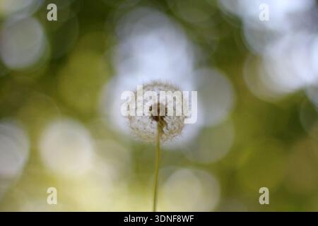 Traumhafter Löwenzahn-Samenkopf mit weichem grünem und blauem Bokeh-Hintergrund Stockfoto
