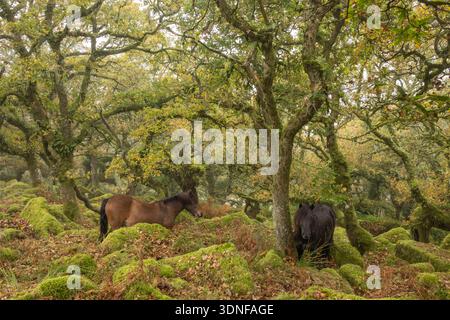Dartmoor Ponies weiden im Wistman's Wood, Dartmoor National Park, Devon, England. Herbst (Oktober) 2025. Stockfoto