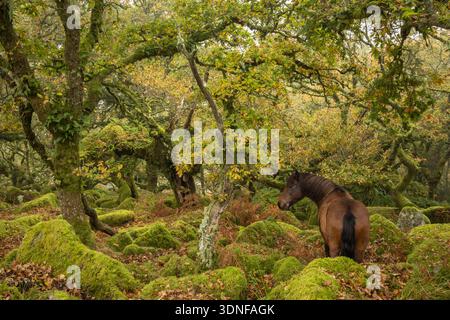 Dartmoor Pony weidet im Wistman's Wood, Dartmoor National Park, Devon, England. Herbst (Oktober) 2025. Stockfoto