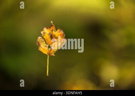 Herbstliches gefallenes Birkenbaumblatt, gefangen in Spinnennetz, Schottland. Herbst (Oktober) 2025. Stockfoto