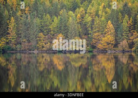 Reflektionen von Bäumen mit wunderschönem Herbstlaub, Loch Venachar, Loch Lomond und Trossachs National Park, Stirling, Schottland. Herbst Stockfoto