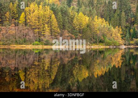 Reflexionen herbstlicher Lärchenbäume am Loch Chon in Loch Lomond und im Trossachs National Park, Stirling, Schottland. Herbst (Oktober) 2025. Stockfoto