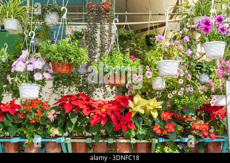 Bunte Blumen hängen am Zaun im Garten Stockfoto