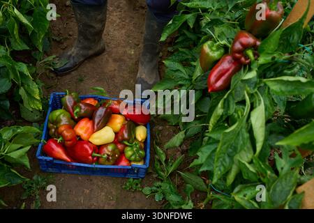 Blaue Kiste gefüllt mit bunten gemischten Paprika auf dem Boden neben Gummistiefeln und Pfefferpflanzen im Gewächshaus Stockfoto
