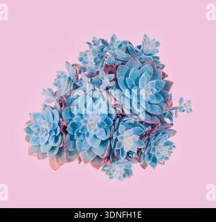 Saftige Pflanze auf rosa Hintergrund Stockfoto