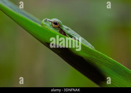 Europäischer Baumfrosch (Hyla arborea) schräg greifender Schilfstamm, Seitenansicht mit Körper um Vegetation gewickelt, Feuchtgebiet Habitat, Lausitz, Sachsen, Keim Stockfoto