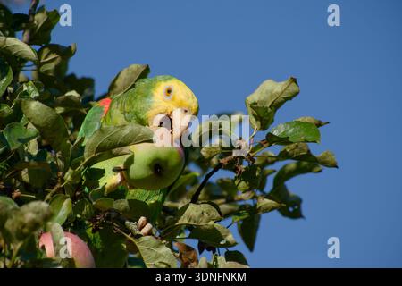 Gelbköpfiger Amazonaspapagei isst Apfel im Laub vor blauem Himmel Stockfoto