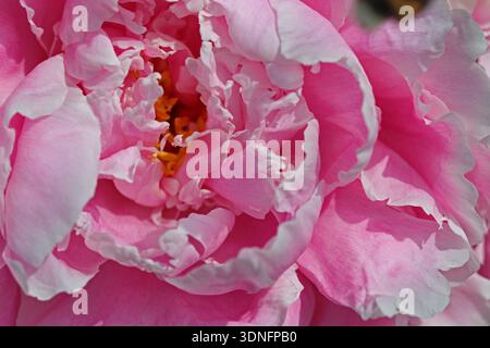 Nahaufnahme der weichen Rüschenblätter einer doppelten rosa Pfingstrose (Paeonia Lactiflora), die sich auf die Mitte der Blüte konzentriert. Vollformatbild mit Sonnenlicht Stockfoto
