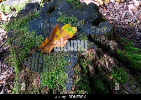 Einzelnes gefallenes Eichenblatt in Herbstfarben auf einem moosigen Baumstumpf Stockfoto