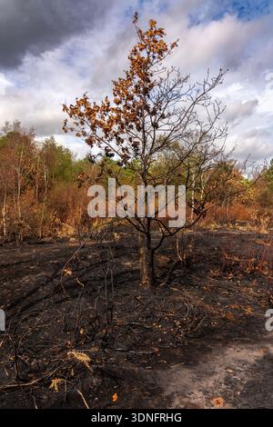 Verkohlte Eiche, die in einer verbrannten Landschaft nach einem Waldbrand unter einem bewölkten Himmel steht Stockfoto