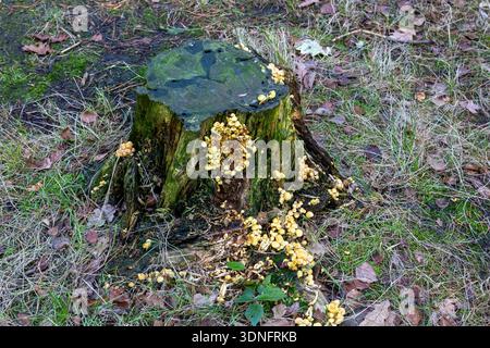 Kleine gelbe Pilzgruppen, die auf einem verrotteten Moosbaumstumpf in einem Wald wachsen Stockfoto