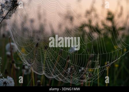Spinnennetz fängt Morgentauropfen ein, die während eines Sonnenaufgangs im frühen Herbst in sanftem Sonnenlicht glitzern und das filigrane Design und die Geometrie der Natur im Freien hervorheben Stockfoto