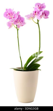 Rosafarbene Orchideenblüten in Vase isoliert auf weißem Hintergrund Stockfoto