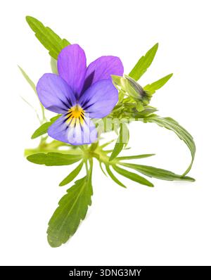 Viola tricolor auf weißem Hintergrund Stockfoto